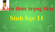 Kiến thức trọng tâm Sinh học 11 hay, chi tiết