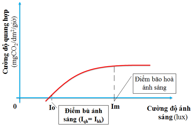 Lý thuyết Sinh học 11 Bài 10 Kết nối tri thức, Chân trời sáng tạo, Cánh diều