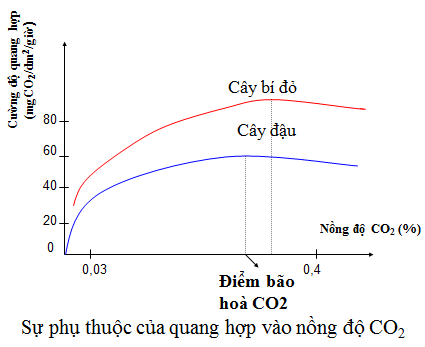 Lý thuyết Sinh học 11 Bài 10 Kết nối tri thức, Chân trời sáng tạo, Cánh diều