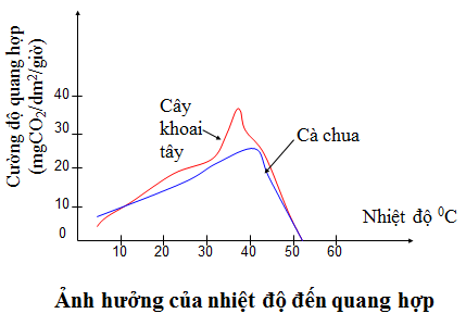 Lý thuyết Sinh học 11 Bài 10: Ảnh hưởng của các nhân tố ngoại cảnh đến quang hợp | Lý thuyết Sinh học 11 ngắn gọn