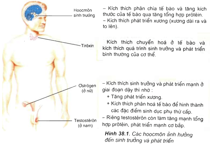 Lý thuyết Sinh học 11 Bài 38: Các nhân tố ảnh hưởng đến sinh trưởng và phát triển ở động vật | Lý thuyết Sinh học 11 ngắn gọn