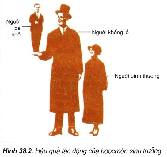 Lý thuyết Sinh học 11 Bài 38: Các nhân tố ảnh hưởng đến sinh trưởng và phát triển ở động vật | Lý thuyết Sinh học 11 ngắn gọn