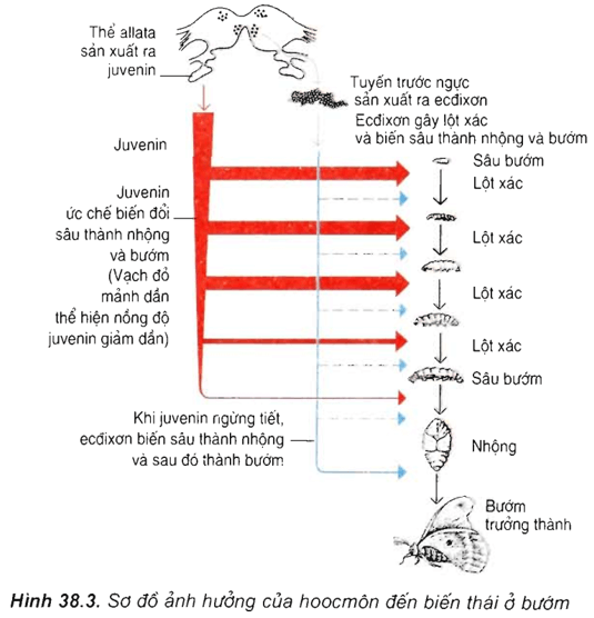 Lý thuyết Sinh học 11 Bài 38: Các nhân tố ảnh hưởng đến sinh trưởng và phát triển ở động vật | Lý thuyết Sinh học 11 ngắn gọn