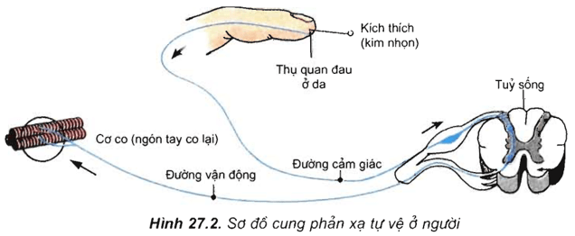 Lý thuyết Sinh học 11 Bài 26 Kết nối tri thức, Chân trời sáng tạo