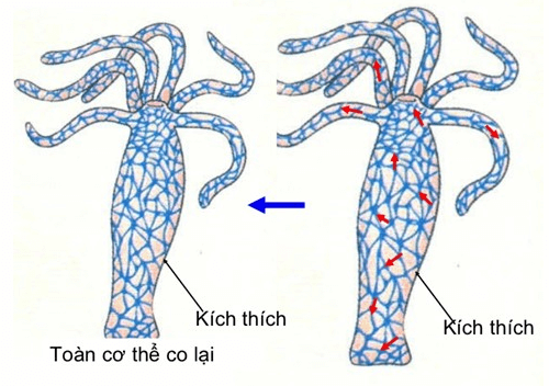 Lý thuyết Sinh học 11 Bài 26 Kết nối tri thức, Chân trời sáng tạo