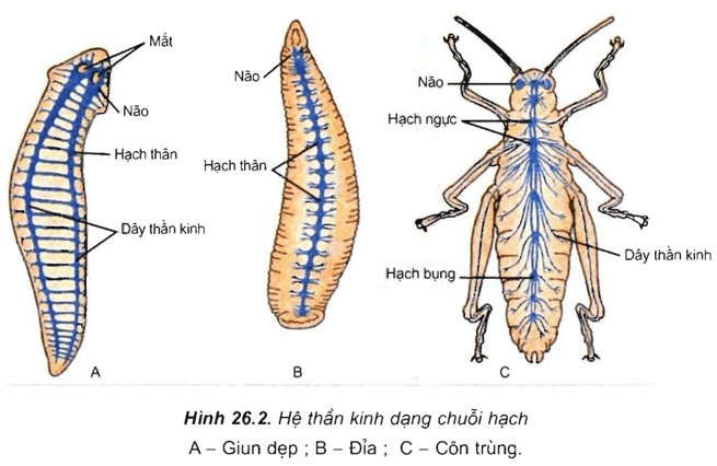 Lý thuyết Sinh học 11 Bài 26: Cảm ứng ở động vật | Lý thuyết Sinh học 11 ngắn gọn