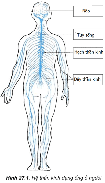 Lý thuyết Sinh học 11 Bài 27: Cảm ứng ở động vật (tiếp theo) | Lý thuyết Sinh học 11 ngắn gọn