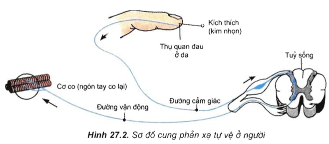 Lý thuyết Sinh học 11 Bài 27: Cảm ứng ở động vật (tiếp theo) | Lý thuyết Sinh học 11 ngắn gọn