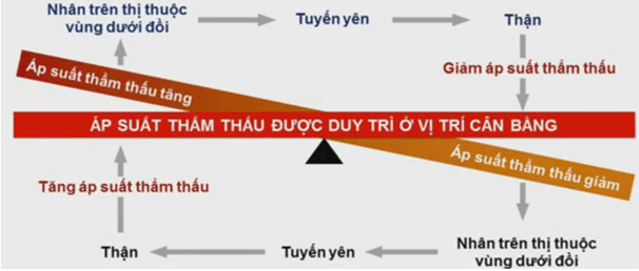 Lý thuyết Sinh học 11 Bài 20: Cân bằng nội môi | Lý thuyết Sinh học 11 ngắn gọn