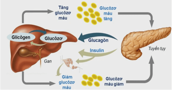 Lý thuyết Sinh học 11 Bài 20 Kết nối tri thức, Chân trời sáng tạo, Cánh diều