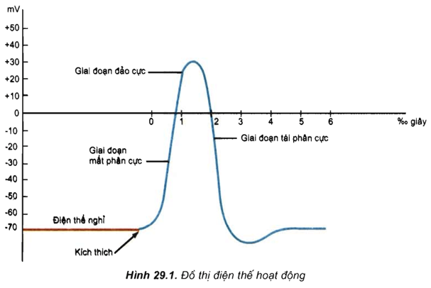 Lý thuyết Sinh học 11 Bài 29: Điện thế hoạt động và sự lan truyền xung thần kinh | Lý thuyết Sinh học 11 ngắn gọn