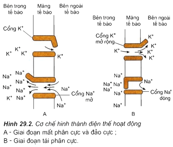 Lý thuyết Sinh học 11 Bài 29: Điện thế hoạt động và sự lan truyền xung thần kinh | Lý thuyết Sinh học 11 ngắn gọn