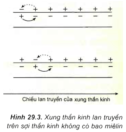 Lý thuyết Sinh học 11 Bài 29: Điện thế hoạt động và sự lan truyền xung thần kinh | Lý thuyết Sinh học 11 ngắn gọn