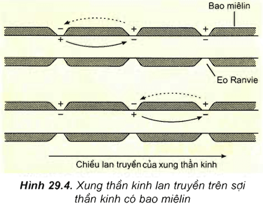 Lý thuyết Sinh học 11 Bài 29: Điện thế hoạt động và sự lan truyền xung thần kinh | Lý thuyết Sinh học 11 ngắn gọn