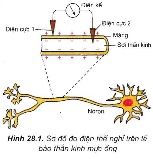 Lý thuyết Sinh học 11 Bài 28: Điện thế nghỉ | Lý thuyết Sinh học 11 ngắn gọn