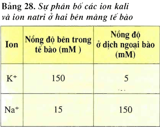 Lý thuyết Sinh học 11 Bài 28: Điện thế nghỉ | Lý thuyết Sinh học 11 ngắn gọn