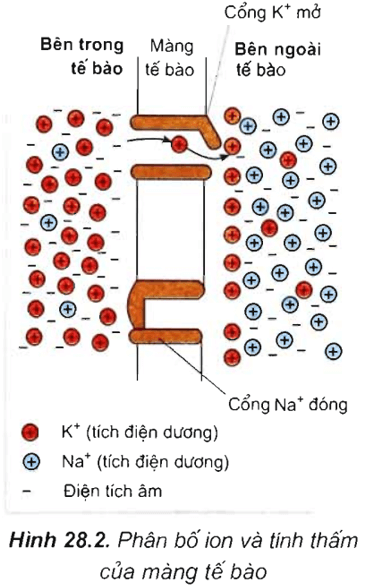 Lý thuyết Sinh học 11 Bài 28: Điện thế nghỉ | Lý thuyết Sinh học 11 ngắn gọn