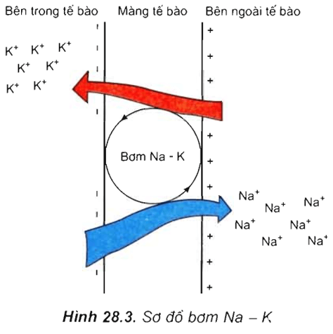 Lý thuyết Sinh học 11 Bài 28: Điện thế nghỉ | Lý thuyết Sinh học 11 ngắn gọn