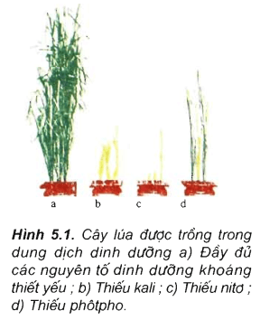 Lý thuyết Sinh học 11 Bài 5 Kết nối tri thức, Chân trời sáng tạo, Cánh diều