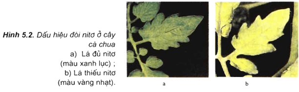 Lý thuyết Sinh học 11 Bài 5: Dinh dưỡng nitơ ở thực vật | Lý thuyết Sinh học 11 ngắn gọn