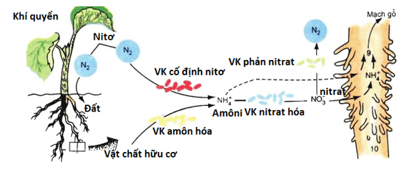 Lý thuyết Sinh học 11 Bài 6: Dinh dưỡng nitơ ở thực vật (tiếp theo) | Lý thuyết Sinh học 11 ngắn gọn