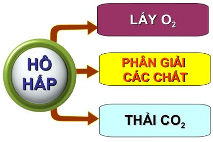 Lý thuyết Sinh học 11 Bài 17: Hô hấp ở động vật | Lý thuyết Sinh học 11 ngắn gọn