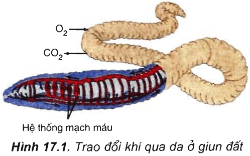 Lý thuyết Sinh học 11 Bài 17: Hô hấp ở động vật | Lý thuyết Sinh học 11 ngắn gọn