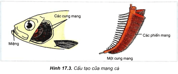 Lý thuyết Sinh học 11 Bài 17 Kết nối tri thức, Chân trời sáng tạo, Cánh diều