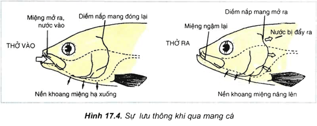 Lý thuyết Sinh học 11 Bài 17 Kết nối tri thức, Chân trời sáng tạo, Cánh diều