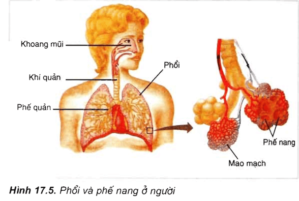 Lý thuyết Sinh học 11 Bài 17: Hô hấp ở động vật | Lý thuyết Sinh học 11 ngắn gọn