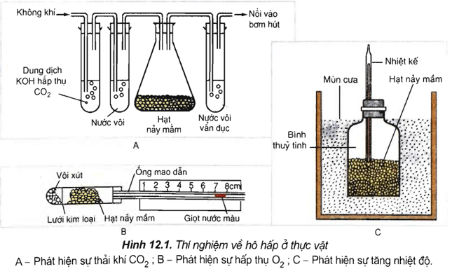 Lý thuyết Sinh học 11 Bài 12 Kết nối tri thức, Chân trời sáng tạo, Cánh diều