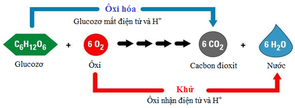 Lý thuyết Sinh học 11 Bài 12 Kết nối tri thức, Chân trời sáng tạo, Cánh diều