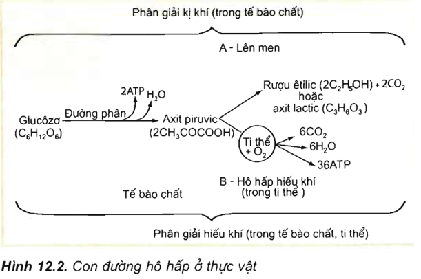 Lý thuyết Sinh học 11 Bài 12 Kết nối tri thức, Chân trời sáng tạo, Cánh diều