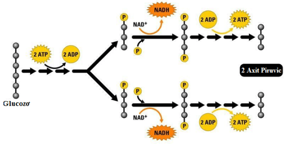 Lý thuyết Sinh học 11 Bài 12 Kết nối tri thức, Chân trời sáng tạo, Cánh diều