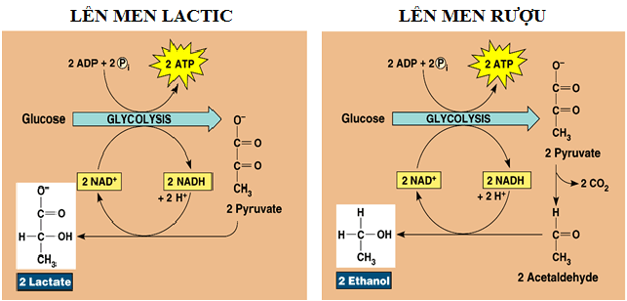 Lý thuyết Sinh học 11 Bài 12 Kết nối tri thức, Chân trời sáng tạo, Cánh diều