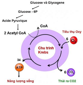 Lý thuyết Sinh học 11 Bài 12: Hô hấp ở thực vật | Lý thuyết Sinh học 11 ngắn gọn