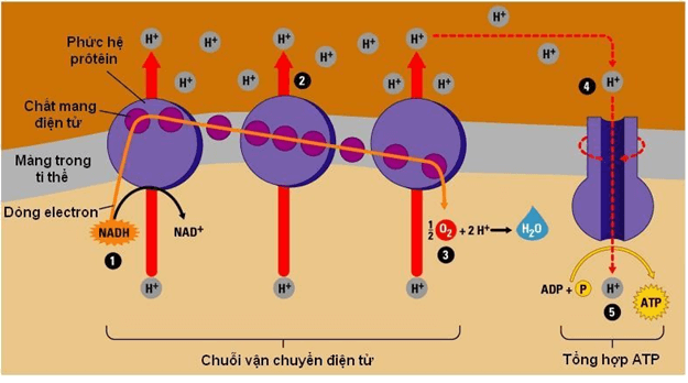 Lý thuyết Sinh học 11 Bài 12: Hô hấp ở thực vật | Lý thuyết Sinh học 11 ngắn gọn