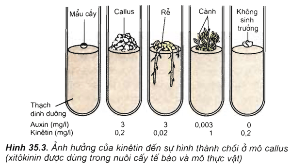 Lý thuyết Sinh học 11 Bài 35: Hoocmôn thực vật | Lý thuyết Sinh học 11 ngắn gọn