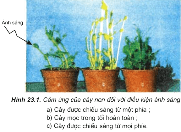 Lý thuyết Sinh học 11 Bài 23: Hướng động | Lý thuyết Sinh học 11 ngắn gọn