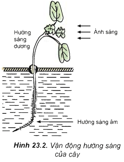 Lý thuyết Sinh học 11 Bài 23: Hướng động | Lý thuyết Sinh học 11 ngắn gọn