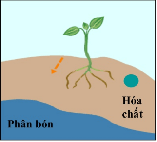 Lý thuyết Sinh học 11 Bài 23: Hướng động | Lý thuyết Sinh học 11 ngắn gọn