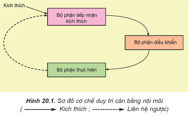 Lý thuyết Sinh học 11 Ôn tập chương 1 Chân trời sáng tạo, Cánh diều