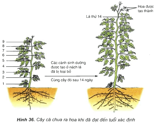 Lý thuyết Sinh học 11 Bài 36: Phát triển ở thực vật có hoa | Lý thuyết Sinh học 11 ngắn gọn