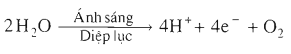 Lý thuyết Sinh học 11 Bài 9: Quang hợp ở các nhóm thực vật C<sub>3</sub>, C<sub>4</sub> và CAM | Lý thuyết Sinh học 11 ngắn gọn