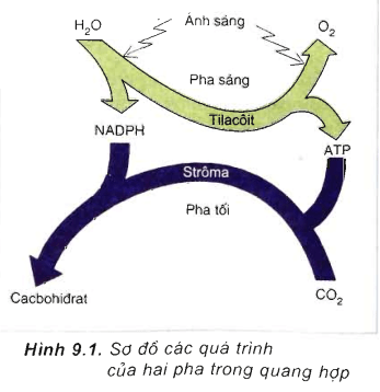 Lý thuyết Sinh học 11 Bài 9 Kết nối tri thức, Chân trời sáng tạo, Cánh diều