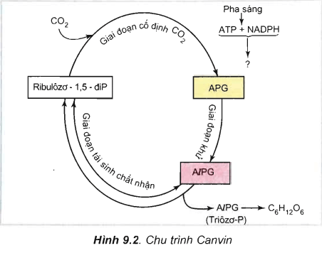 Lý thuyết Sinh học 11 Bài 9: Quang hợp ở các nhóm thực vật C<sub>3</sub>, C<sub>4</sub> và CAM | Lý thuyết Sinh học 11 ngắn gọn