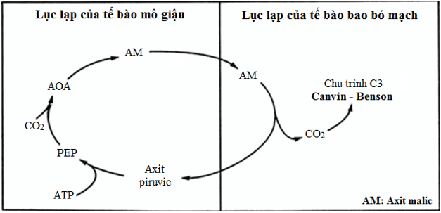 Lý thuyết Sinh học 11 Bài 9 Kết nối tri thức, Chân trời sáng tạo, Cánh diều