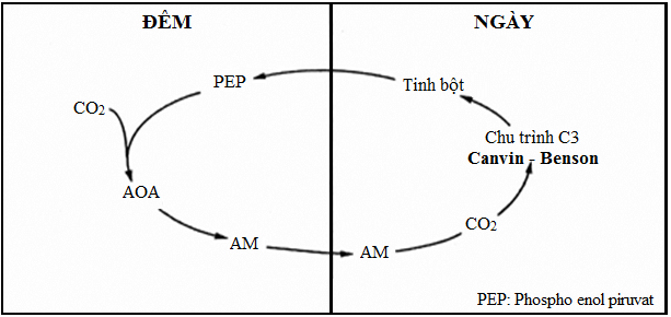 Lý thuyết Sinh học 11 Bài 9: Quang hợp ở các nhóm thực vật C<sub>3</sub>, C<sub>4</sub> và CAM | Lý thuyết Sinh học 11 ngắn gọn