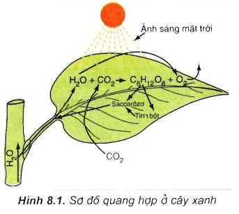 Lý thuyết Sinh học 11 Bài 8 Kết nối tri thức, Chân trời sáng tạo, Cánh diều