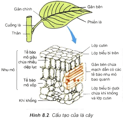 Lý thuyết Sinh học 11 Bài 8 Kết nối tri thức, Chân trời sáng tạo, Cánh diều